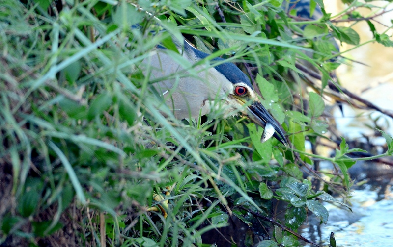 Nitticora day in Val Morosina